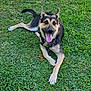 dog, german_shepherd, grass, outdoor, pet, animal, happy, tongue_out, lying_down, nature, sunlight, greenery, playful, canine, summer, collar, leash, ears_up, friendly, park