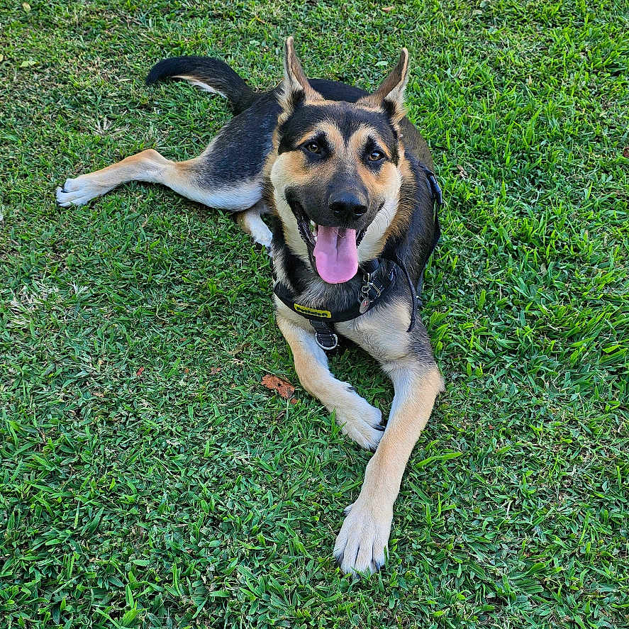Grim Diesel joined the competition — help win amazing prizes! animal, canine, collar, dog, ears_up, friendly, german_shepherd, grass, greenery, happy, leash, lying_down, nature, outdoor, park, pet, playful, summer, sunlight, tongue_out