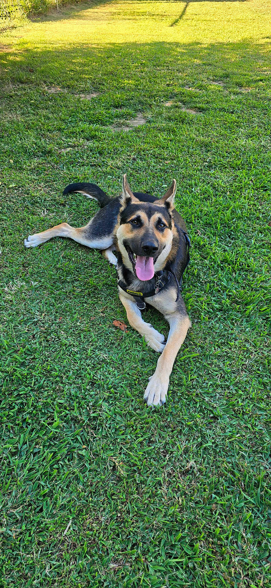 Grim Diesel joined the competition — help win amazing prizes! dog, german_shepherd, grass, outdoor, pet, animal, happy, tongue_out, lying_down, nature, sunlight, greenery, playful, canine, summer, collar, leash, ears_up, friendly, park