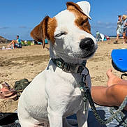 Rudi a rejoint le concours — aidez-le/la à gagner de superbes lots ! animal, beach, blue_sky, canine, collar, dog, footwear, holiday, leash, outdoor, people, pet, relaxing, sand, sitting, summer, sunlight, sunny, surfboard, vacation