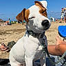 animal, beach, blue_sky, canine, collar, dog, footwear, holiday, leash, outdoor, people, pet, relaxing, sand, sitting, summer, sunlight, sunny, surfboard, vacation