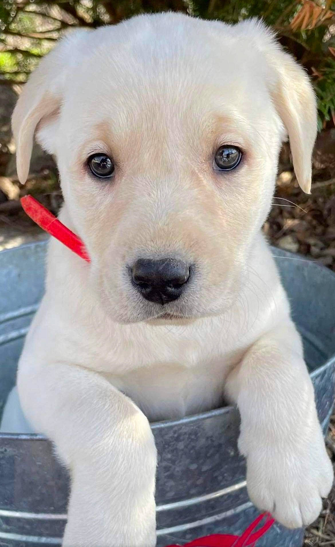 Bayleigh is registered to the contest to win money with this photo: canidae, carnivore, collar, companion_dog, dog, dog_breed, dog_collar, fawn, firefighter, fur, labrador_retriever, leash, non_sporting_group, plant, puppy, retriever, snout, sporting_group, whiskers, working_animal