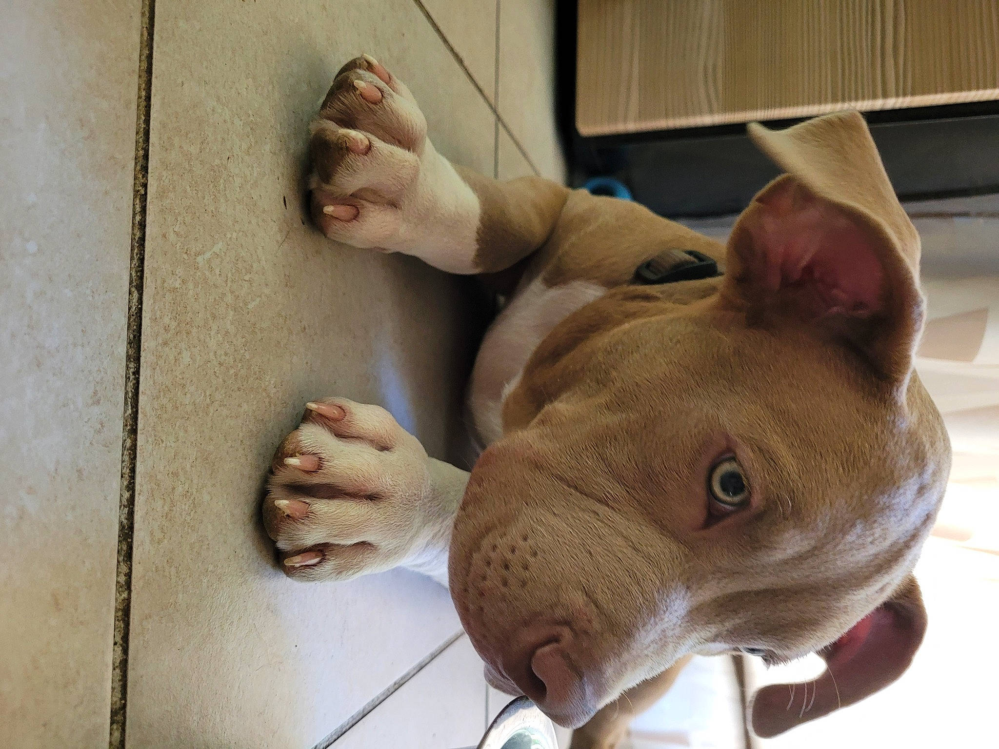 Taïko participe au concours pour gagner de l'argent avec cette photo : arm, fawn, fish, flesh, flooring, foot, gesture, head, human_leg, jaw, leg, snout, stuffed_toy, suidae, terrestrial_animal, thumb, toy, whiskers, wood, wrinkle