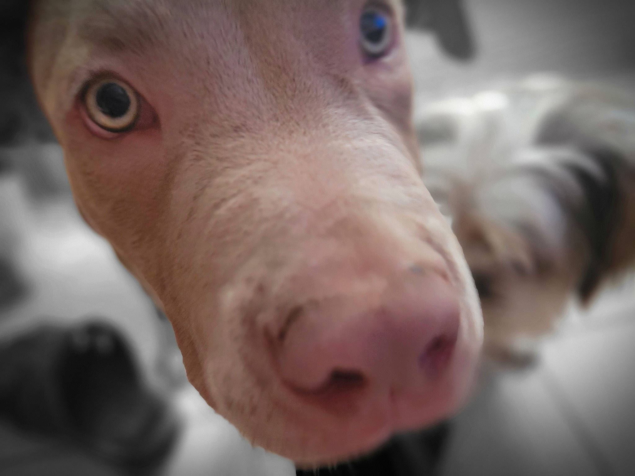 Taïko participe au concours pour gagner de l'argent avec cette photo : canidae, carnivore, close_up, companion_dog, dog, dog_breed, ear, fawn, fur, iris, jaw, liver, livestock, mammal, pet_supply, snout, sporting_group, vertebrate, whiskers, working_animal