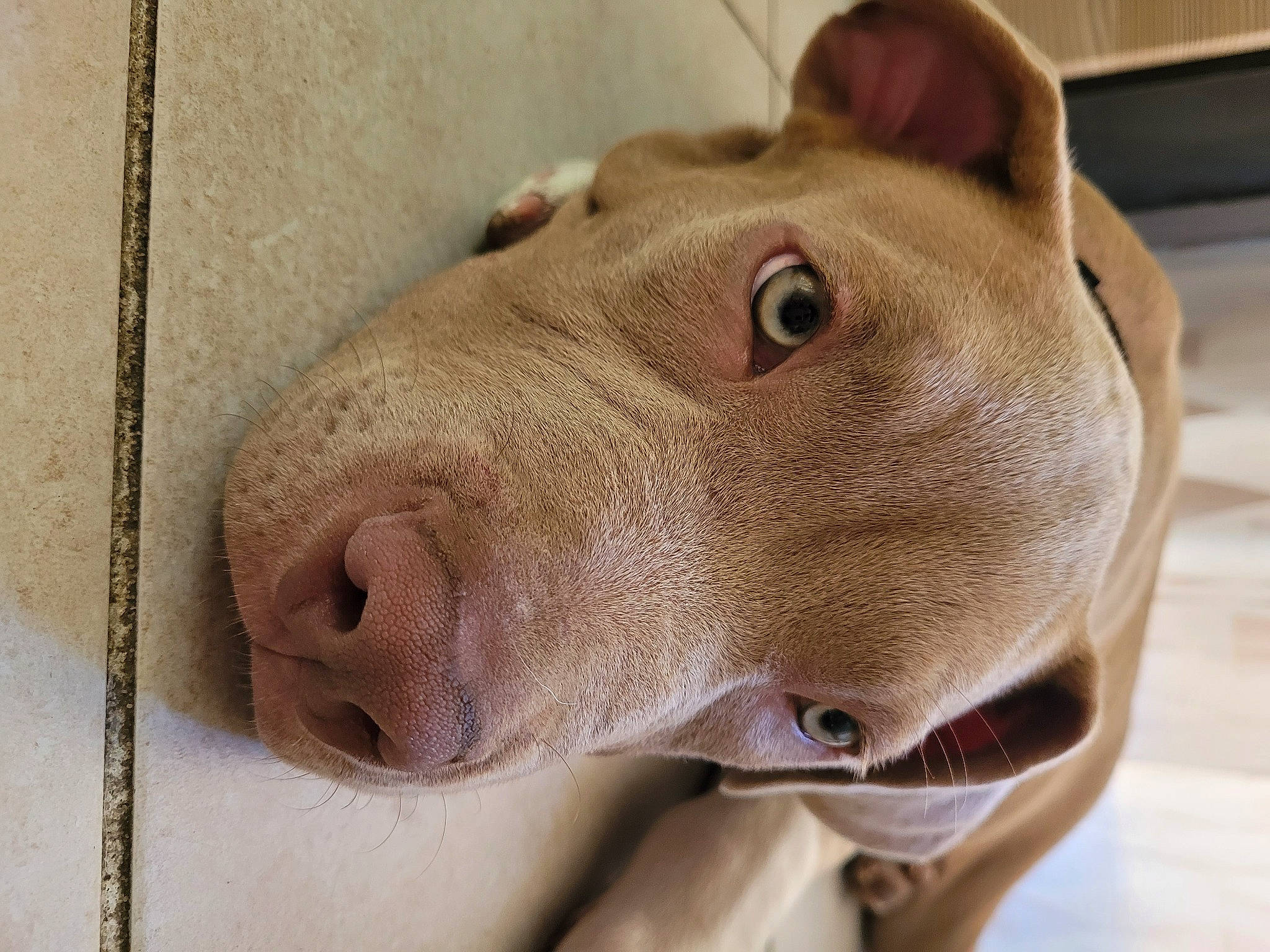 Taïko a rejoint le concours — aidez-le/la à gagner de superbes lots ! canidae, carnivore, dog, dog_breed, eye, fang, fawn, jaw, liver, livestock, non_sporting_group, snout, sporting_group, terrestrial_animal, whiskers, working_animal, wrinkle