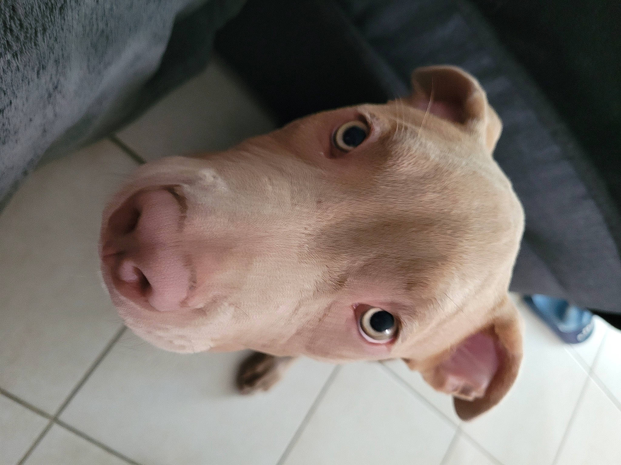 Taïko participe au concours pour gagner de l'argent avec cette photo : carnivore, companion_dog, dog, dog_breed, ear, fawn, jaw, non_sporting_group, nose, snout, sporting_group, whiskers, working_animal, wrinkle