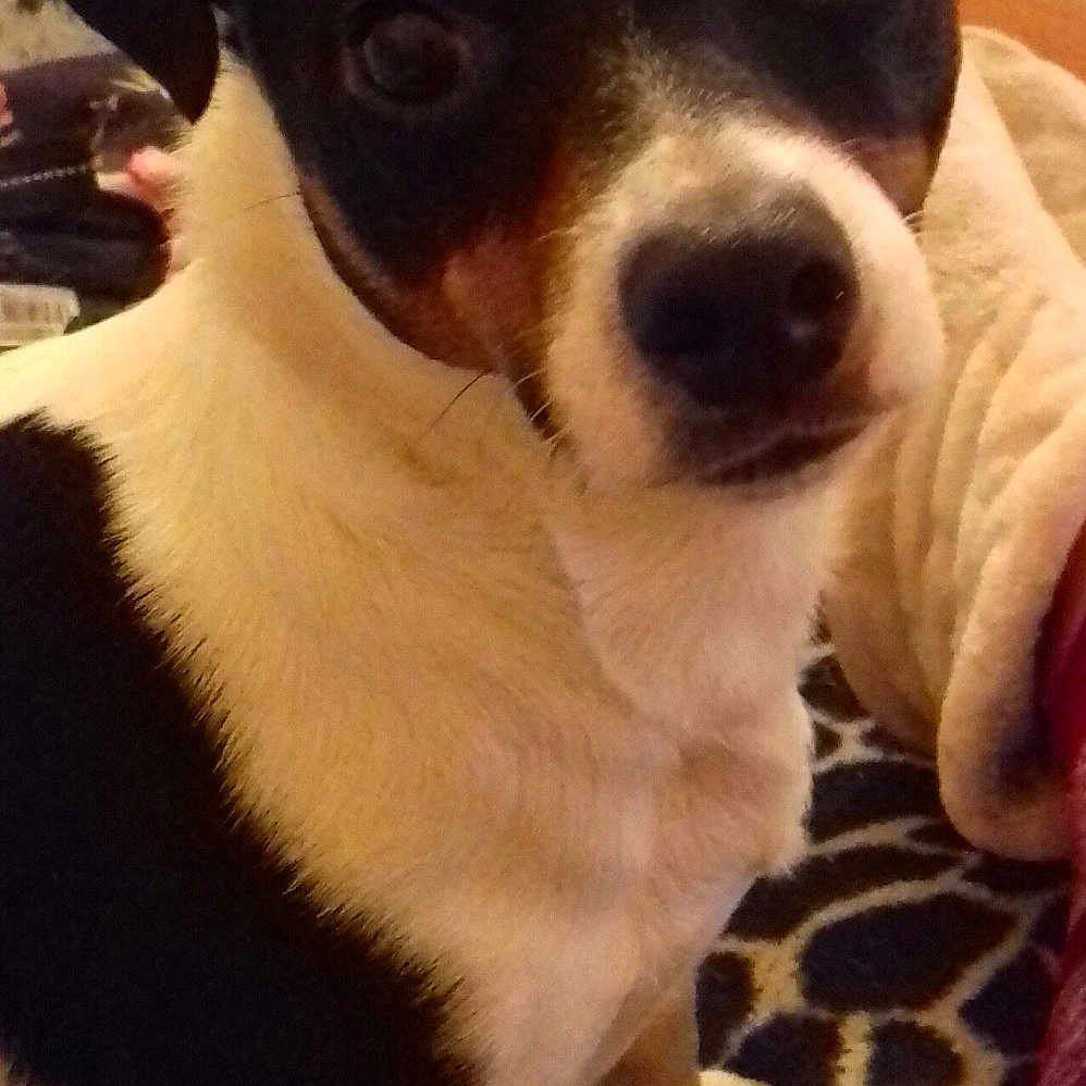 Gizmo is registered to the contest to win money with this photo: brazilian_terrier, carnivoran, danish_swedish_farmdog, dog, dog_breed, dog_breed_group, dog_like_mammal, feist, jack_russell_terrier, miniature_fox_terrier, rat_terrier, ratonero_bodeguero_andaluz, russell_terrier, snout, teddy_roosevelt_terrier, tenterfield_terrier, toy_fox_terrier