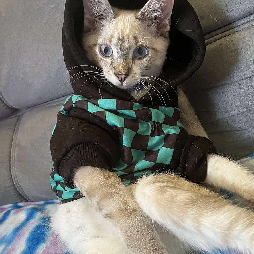 Kilo joined the competition — help win amazing prizes! animal, blanket, cat, clothing, couch, face, furniture, head, homedecor, hoodie, kitten, knitwear, person, pet, photography, portrait, scarf, siamese, sweater, sweatshirt