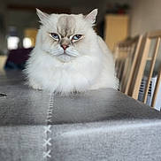 Rhett participe au concours pour gagner de l'argent avec cette photo : animal, blue_eyes, blurred_background, cat, chair, closeup, cute, domestic_cat, fluffy, fur, furniture, home, indoor, pet, portrait, serious_expression, sitting, table, tablecloth, white_cat