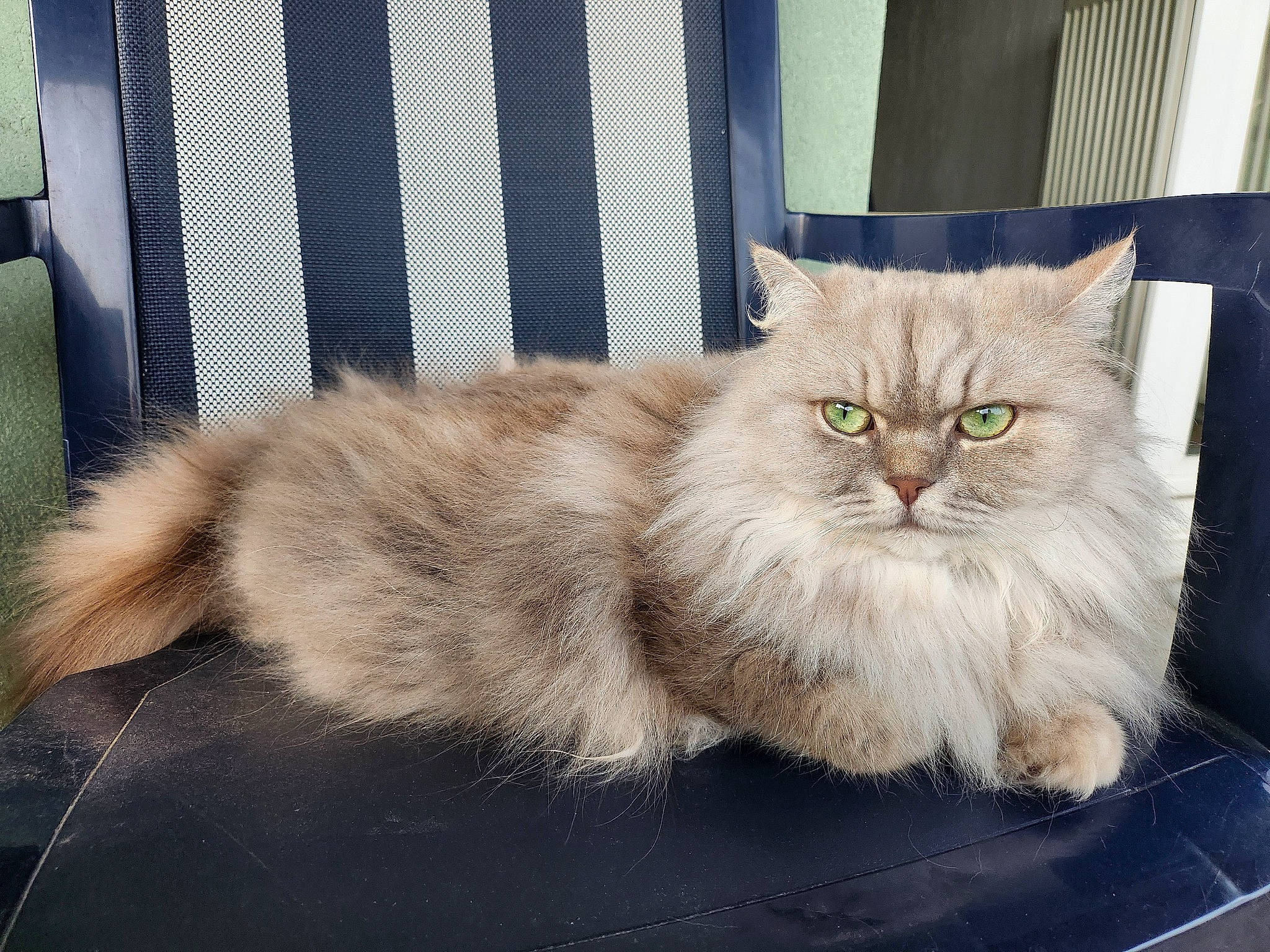 Pina a rejoint le concours — aidez-le/la à gagner de superbes lots ! box, british_longhair, carnivore, cat, claw, domestic_short_haired_cat, event, fawn, felidae, fur, paw, small_to_medium_sized_cats, snout, tail, terrestrial_animal, whiskers