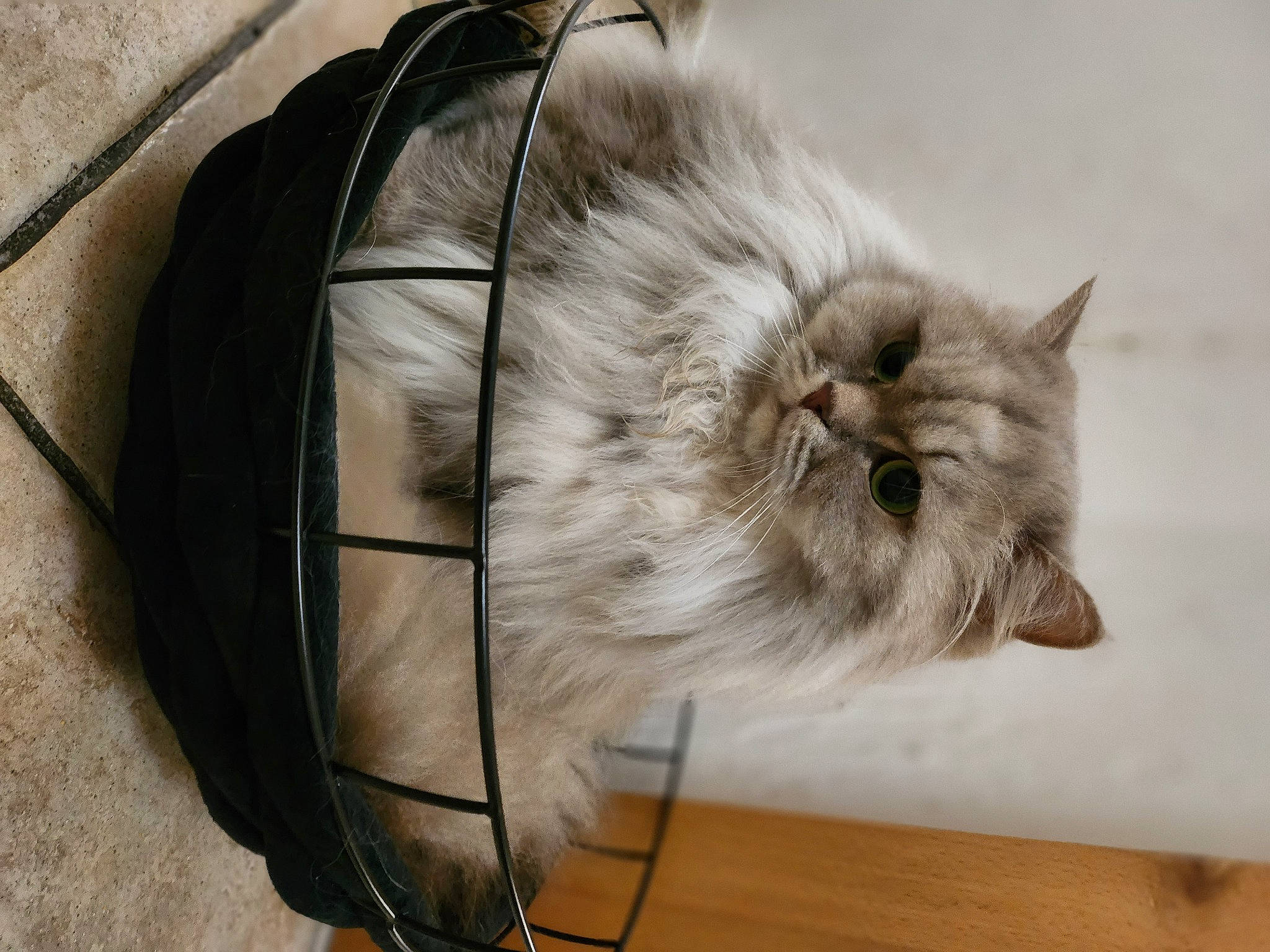 Pina a rejoint le concours — aidez-le/la à gagner de superbes lots ! bag, british_longhair, carnivore, cat, claw, comfort, domestic_short_haired_cat, fawn, felidae, flooring, fur, grey, luggage_and_bags, paw, persian, small_to_medium_sized_cats, snout, tail, whiskers, wood