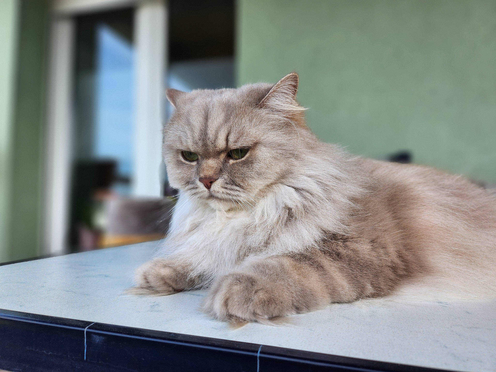 Pina a rejoint le concours — aidez-le/la à gagner de superbes lots ! box, british_longhair, carnivore, cat, claw, comfort, desk, domestic_short_haired_cat, felidae, fur, paw, rectangle, sitting, small_to_medium_sized_cats, snout, table, tail, terrestrial_animal, whiskers, window