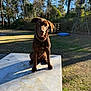 dog, brown_dog, outdoor, backyard, sunlight, metal_surface, grass, trees, shadow, pet, animal, collar, blue_pool, nature, daylight, curious, sitting, canine, playful, leisure