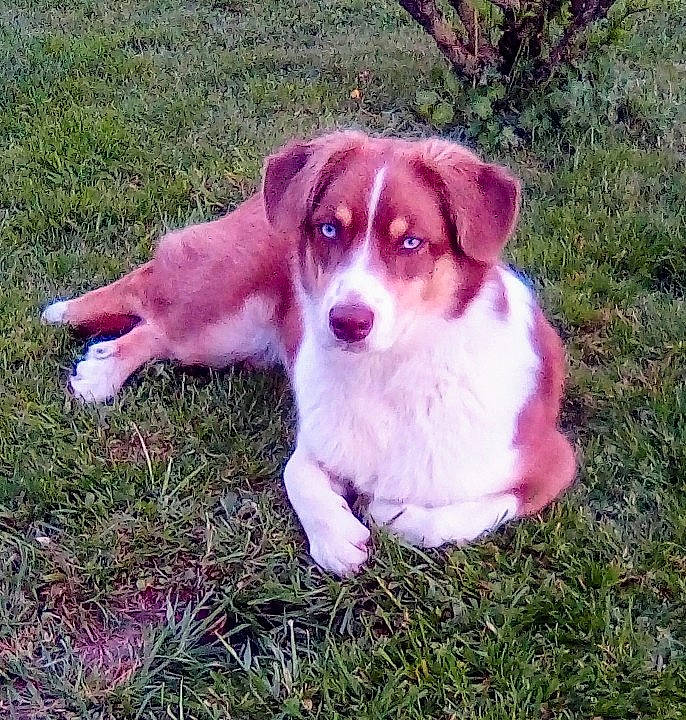 Nala participe au concours pour gagner de l'argent avec cette photo : ancient_dog_breeds, beagle_harrier, canidae, carnivore, companion_dog, dog, dog_breed, fawn, grass, gun_dog, hound, hunting_dog, irishjacks, plant, puppy, snout, sporting_group, tail