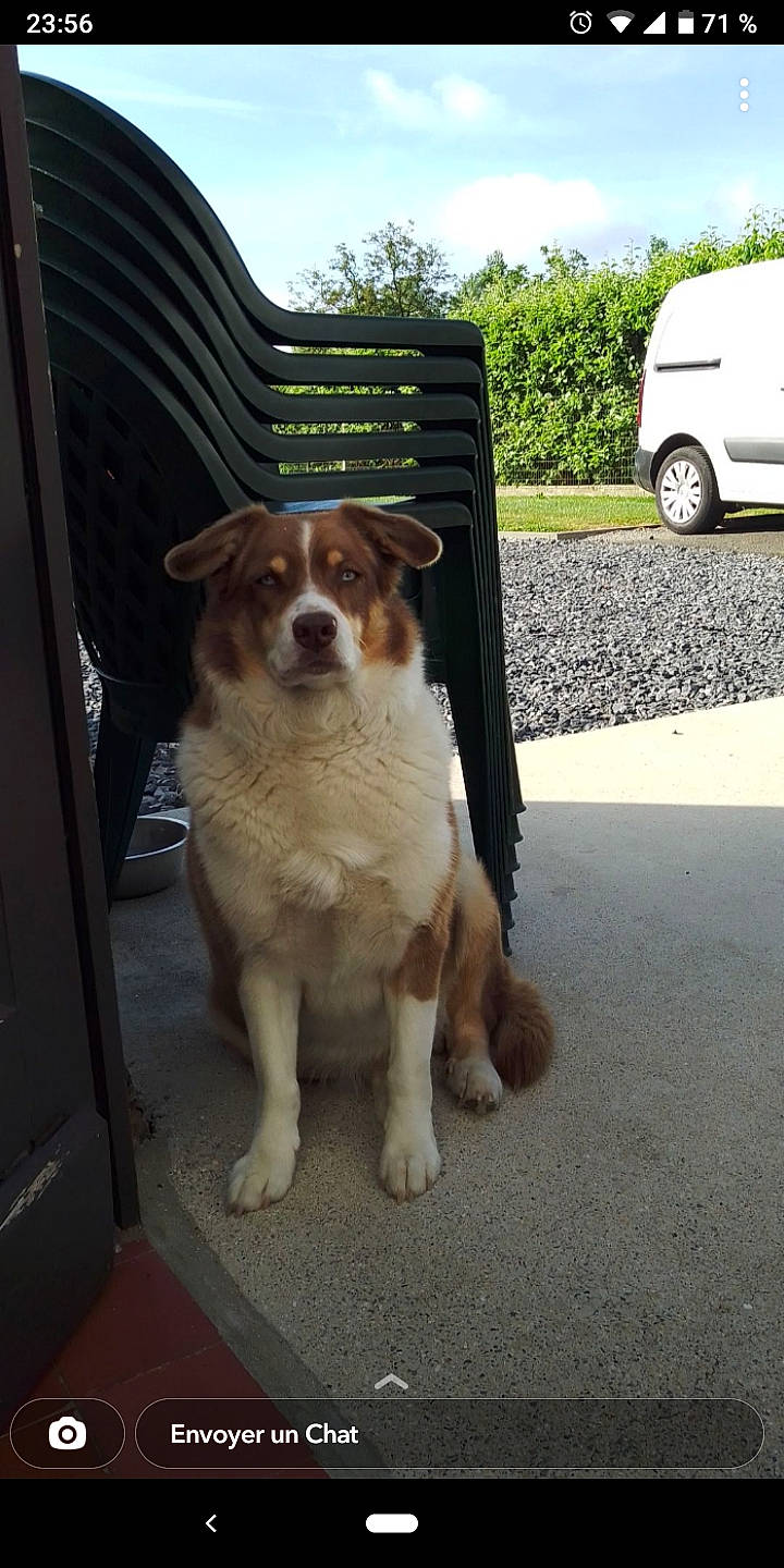 Nala a rejoint le concours — aidez-le/la à gagner de superbes lots ! automotive_tire, carnivore, chair, cloud, collar, companion_dog, dog, dog_breed, door, fawn, fender, hood, light_commercial_vehicle, plant, sky, tire, tree, van, vehicle, wheel
