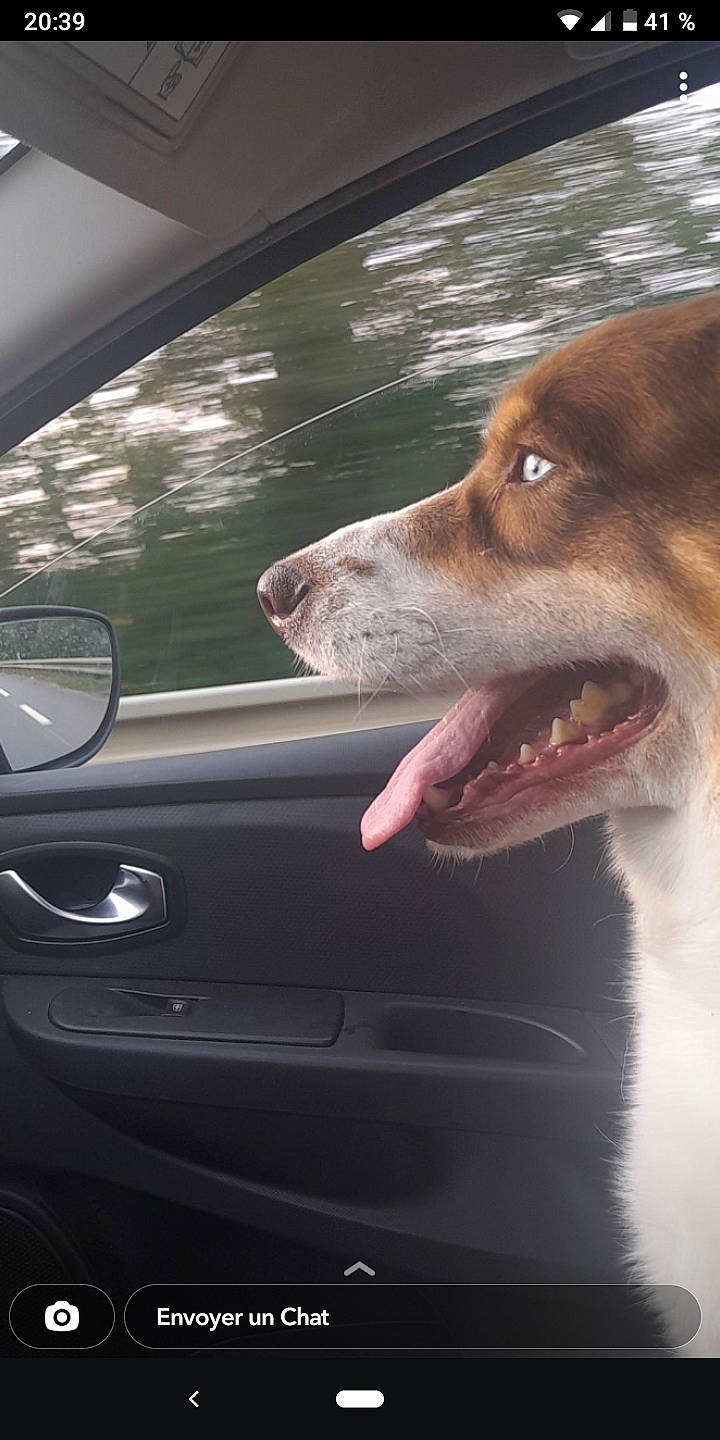 Nala a rejoint le concours — aidez-le/la à gagner de superbes lots ! automotive_exterior, automotive_lighting, automotive_mirror, car, carnivore, companion_dog, dog, dog_breed, fang, fawn, jaw, liver, personal_luxury_car, rear_view_mirror, snout, steering_wheel, tints_and_shades, vehicle, vehicle_door, whiskers