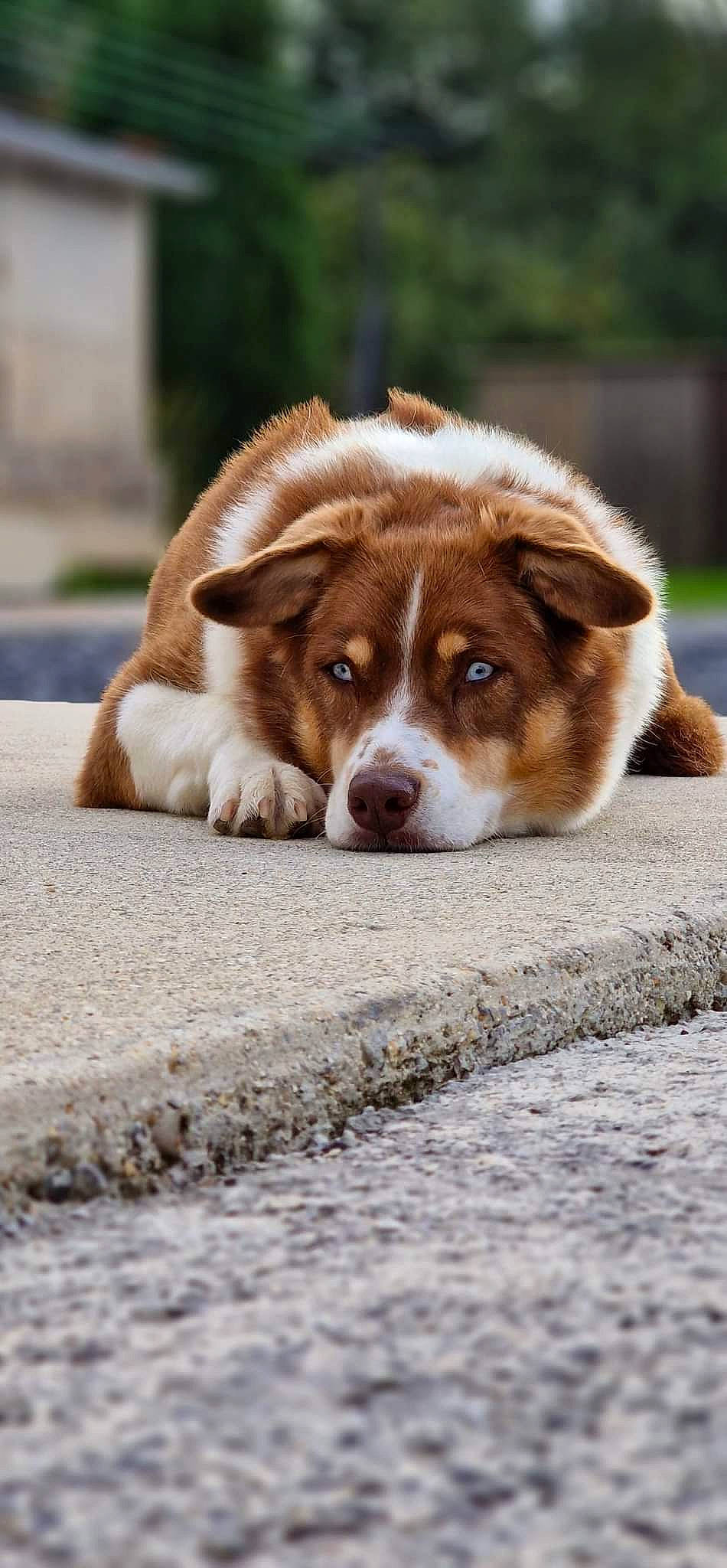 Nala a rejoint le concours — aidez-le/la à gagner de superbes lots ! balance, carnivore, companion_dog, corgi_chihuahua, dog, dog_breed, fawn, fur, herding_dog, liver, road_surface, snout, sporting_group, terrestrial_animal, whiskers, working_animal, working_dog