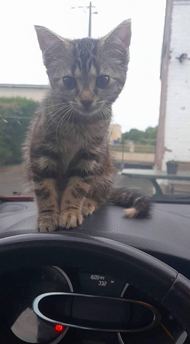 Simba participe au concours pour gagner de l'argent avec cette photo : automotive_exterior, automotive_mirror, car, carnivore, cat, felidae, motor_vehicle, personal_luxury_car, plant, rear_view_mirror, small_to_medium_sized_cats, snout, steering_part, steering_wheel, tail, vehicle, whiskers, window, windscreen_wiper, windshield