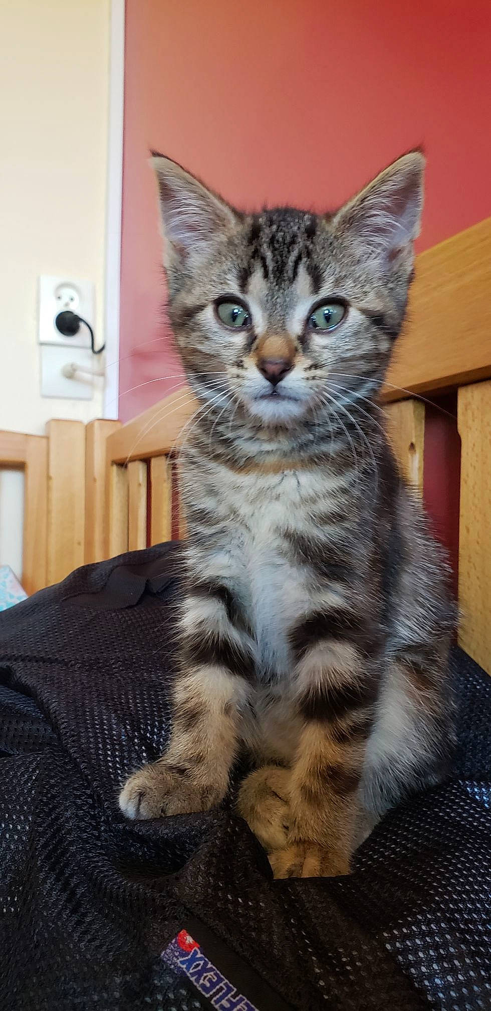 Simba participe au concours pour gagner de l'argent avec cette photo : carnivore, cat, claw, domestic_short_haired_cat, felidae, fur, home_appliance, paw, sitting, small_to_medium_sized_cats, snout, tail, terrestrial_animal, wall_plate, wall_socket, whiskers