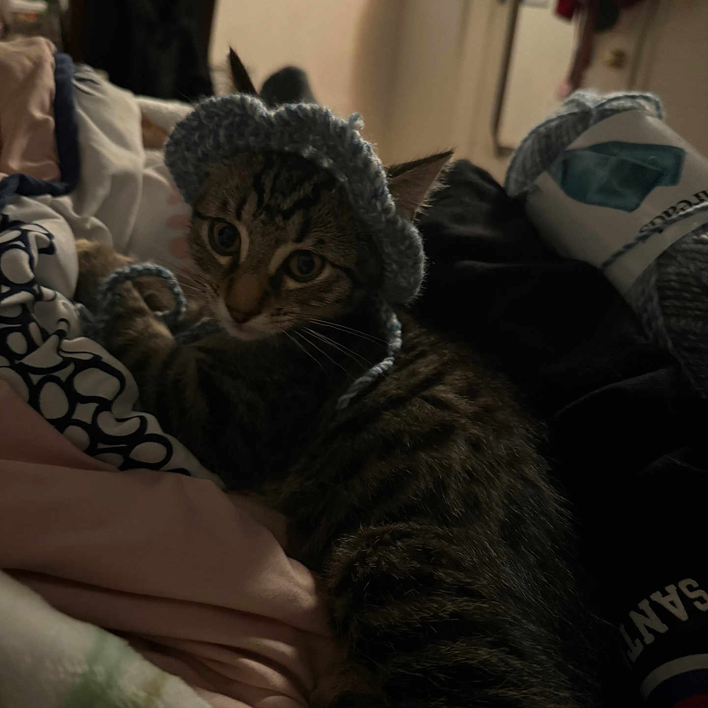 Tony joined the competition — help win amazing prizes! abyssinian, accessories, animal, architecture, bag, bed, blanket, cap, cat, clothing, couch, cushion, furniture, handbag, hat, homedecor, indoors, kitten, manx, pet