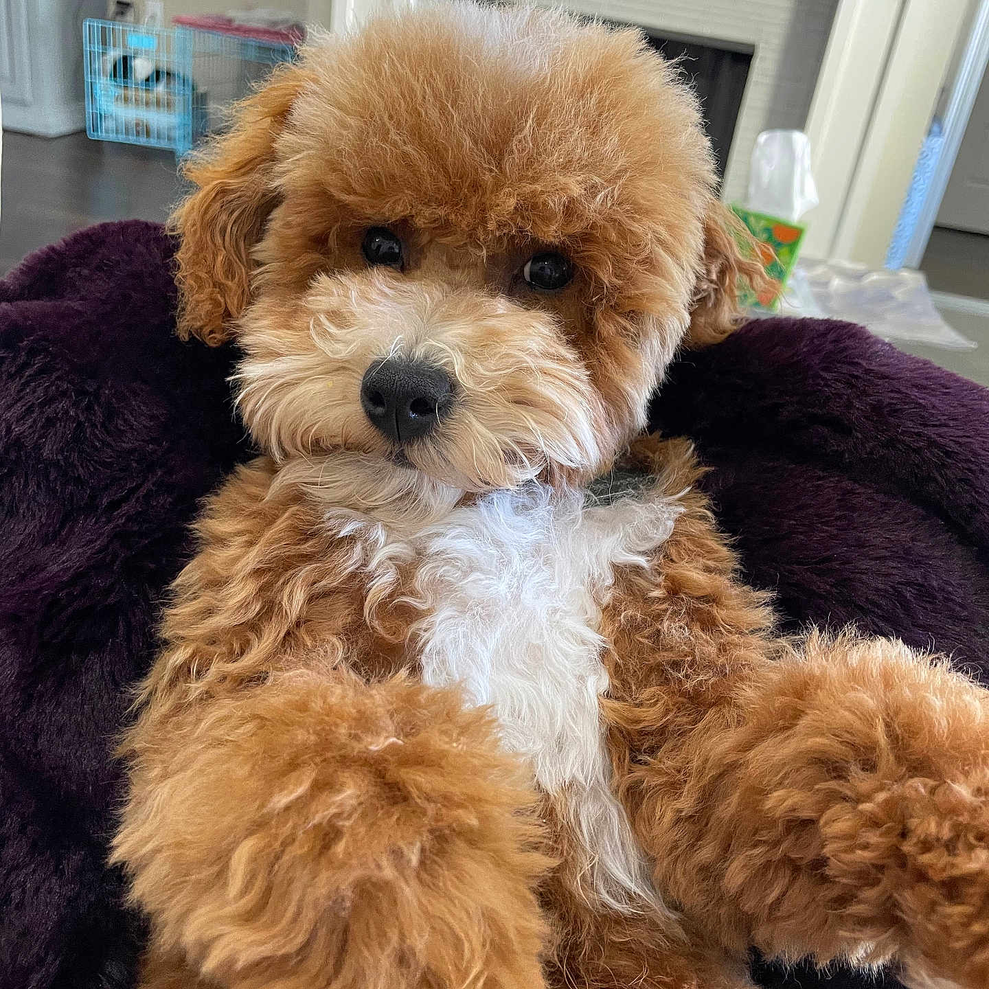 Toby is registered to the contest to win money with this photo: animal, architecture, building, canine, cockerspaniel, couch, dog, furniture, hardwood, hound, indoors, interiordesign, livingroom, pet, poodle, puppy, room, terrier, whitedog, wood