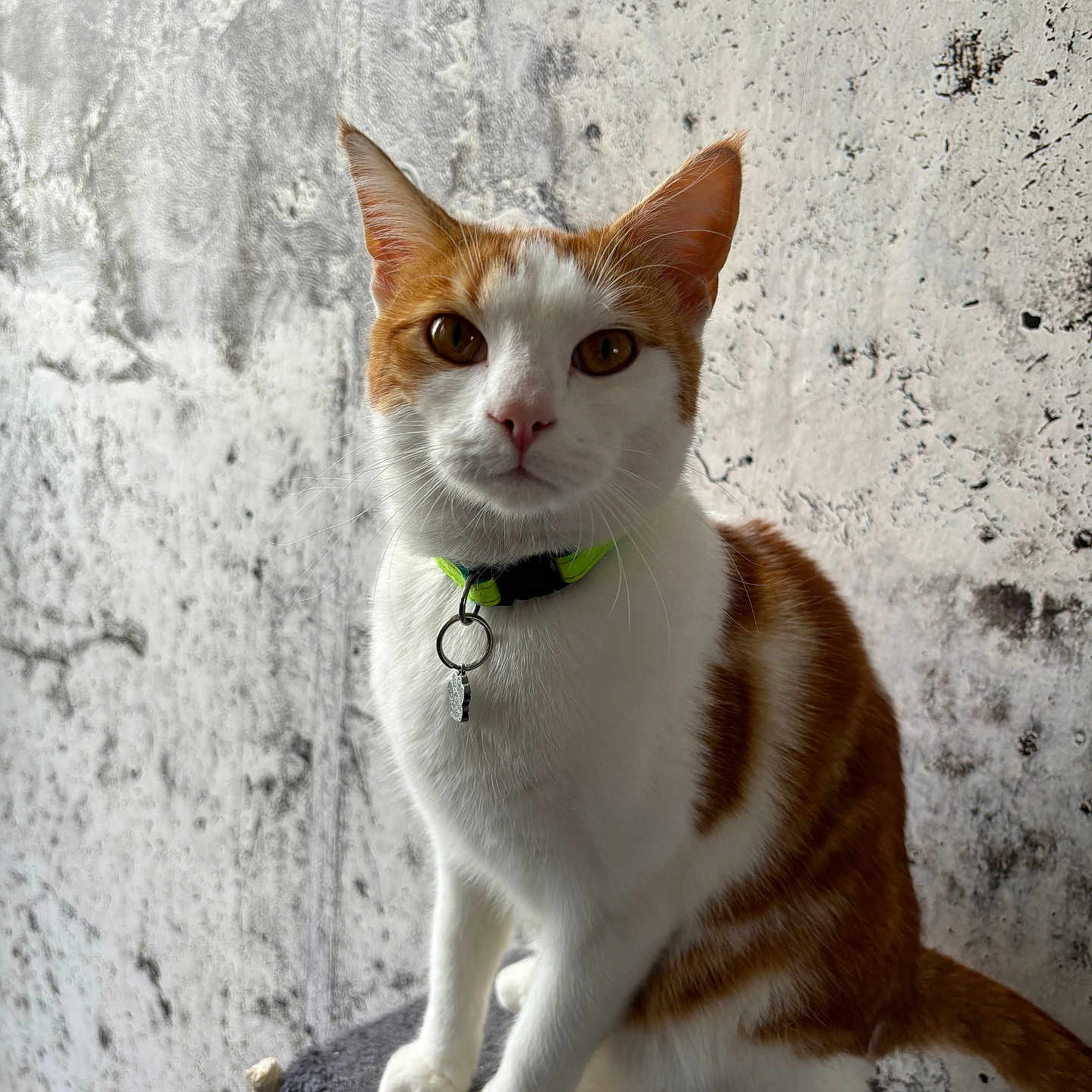 Rouky a rejoint le concours — aidez-le/la à gagner de superbes lots ! abyssinian, accessories, animal, architecture, building, canine, cat, collar, dog, harness, hound, kitten, leash, manx, pet, siamese, slate, snout, strap, wall