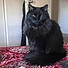 Nala joined the competition — help win amazing prizes! animal, bedspread, black_cat, cat, cream, domestic_animal, door, feline, fluffy, fur, furniture, household, indoor, looking, pet, red, sitting, tube, wall, white