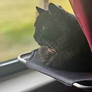Nala joined the competition — help win amazing prizes! animal, black_cat, blurred_background, cat, collar, curtain, domestic, feline, fur, home, indoor, looking_out, perch, pet, relaxed, resting, side_profile, soft_light, whiskers, window