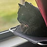 animal, black_cat, blurred_background, cat, collar, curtain, domestic, feline, fur, home, indoor, looking_out, perch, pet, relaxed, resting, side_profile, soft_light, whiskers, window