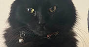 Nala joined the competition — help win amazing prizes! animal, bell, black_cat, cat, close_up, collar, cute, domestic_animal, ears, face, feline, fluffy, fur, indoor, looking_at_camera, mammal, pet, portrait, whiskers, yellow_eyes