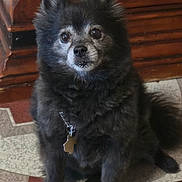 Daisy is registered to the contest to win money with this photo: dog, black_dog, pet, indoor, floor, tile_floor, wooden_cabinet, collar, dog_tag, fur, sitting, looking_up, cute, animal, companion, domestic, household, canine, portrait, furry