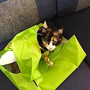 Naia participe au concours pour gagner de l'argent avec cette photo : animal, blue, calico_cat, cat, couch, cozy, curious, cute, domestic_cat, face, furniture, gift_wrap, green, indoor, looking, pet, playful, small, torn_paper, wrapped