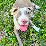 Bruno joined the competition — help win amazing prizes! animal, brown_fur, canine, close_up, cute, dog, eyes, friendly, grass, happy, laying_down, nature, outdoor, pet, pink_nose, playful, summer, sunlight, tongue, white_paws
