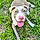 Bruno
