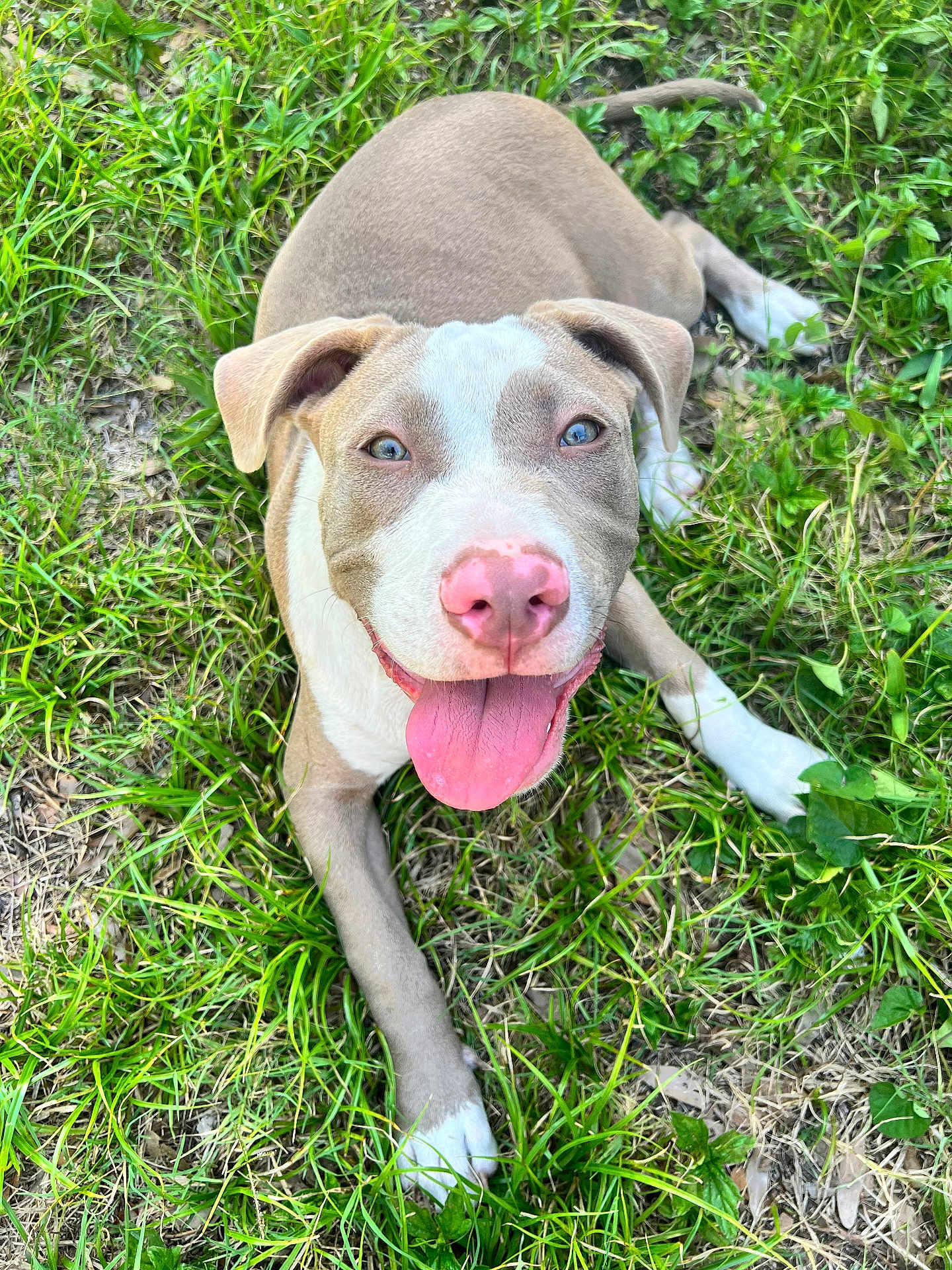 Bruno