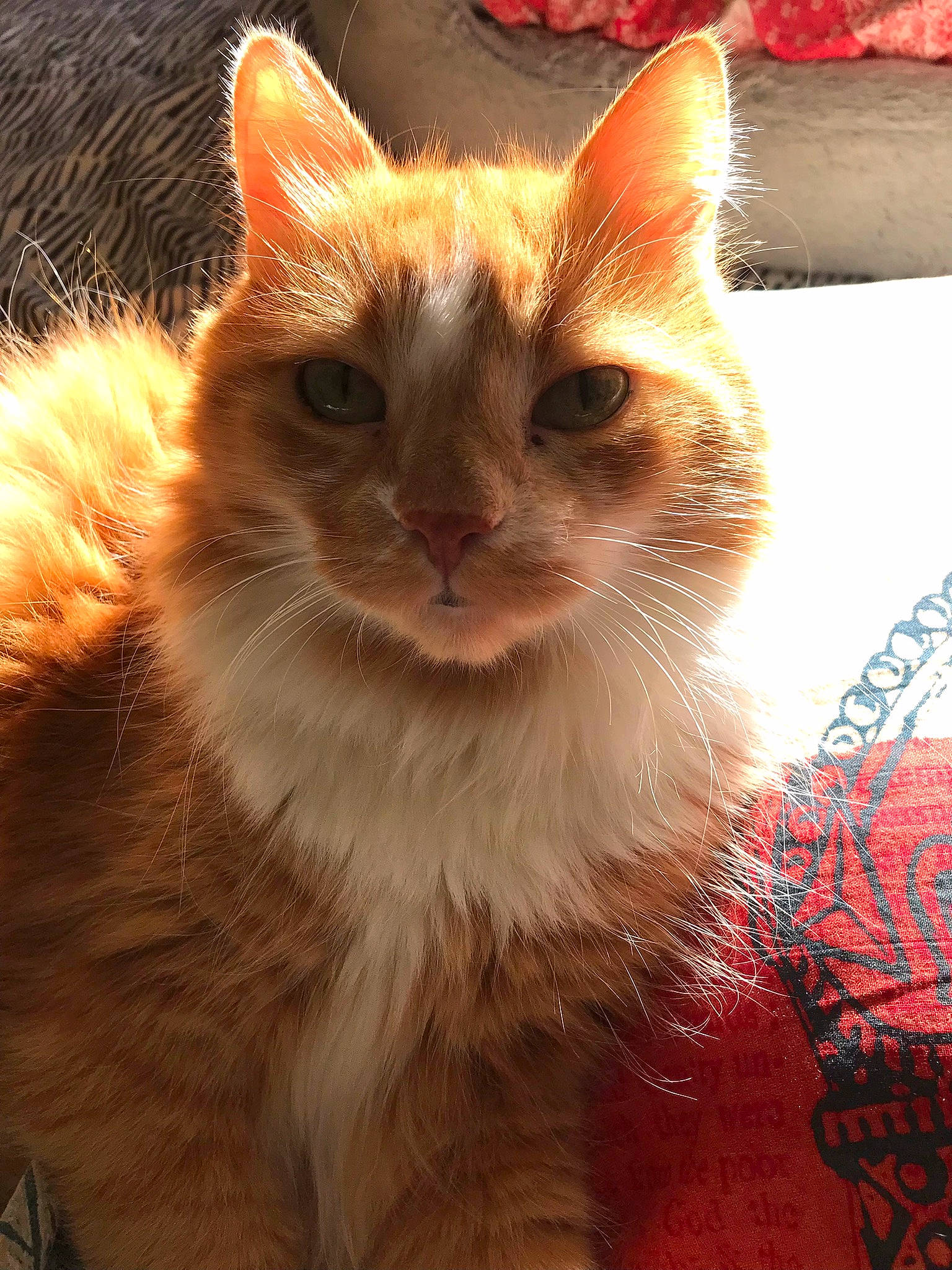Simba a rejoint le concours — aidez-le/la à gagner de superbes lots ! carnivore, cat, claw, domestic_short_haired_cat, eye, fawn, felidae, fur, paw, plant, small_to_medium_sized_cats, snout, tail, terrestrial_animal, whiskers, window