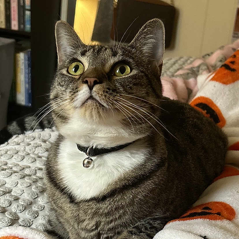 Willow is registered to the contest to win money with this photo: abyssinian, animal, blanket, book, bookcase, cat, computer, couch, electronics, furniture, homedecor, kitten, laptop, linen, manx, pc, pet, publication, shelf, speaker