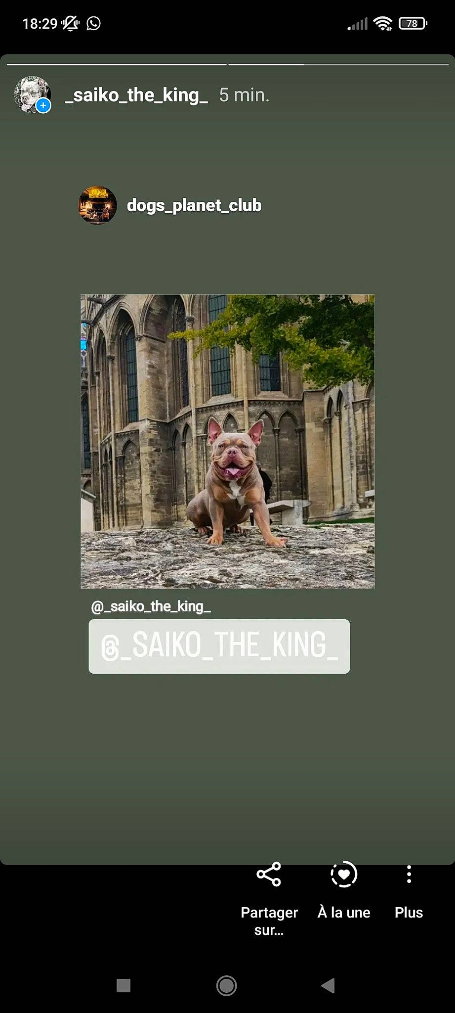 Saïko participe au concours pour gagner de l'argent avec cette photo : adaptation, advertising, arch, art, brand, carnivore, circle, companion_dog, dog, dog_breed, flash_photography, font, landscape, logo, photo_caption, recreation, screenshot, sporting_group, travel, working_animal
