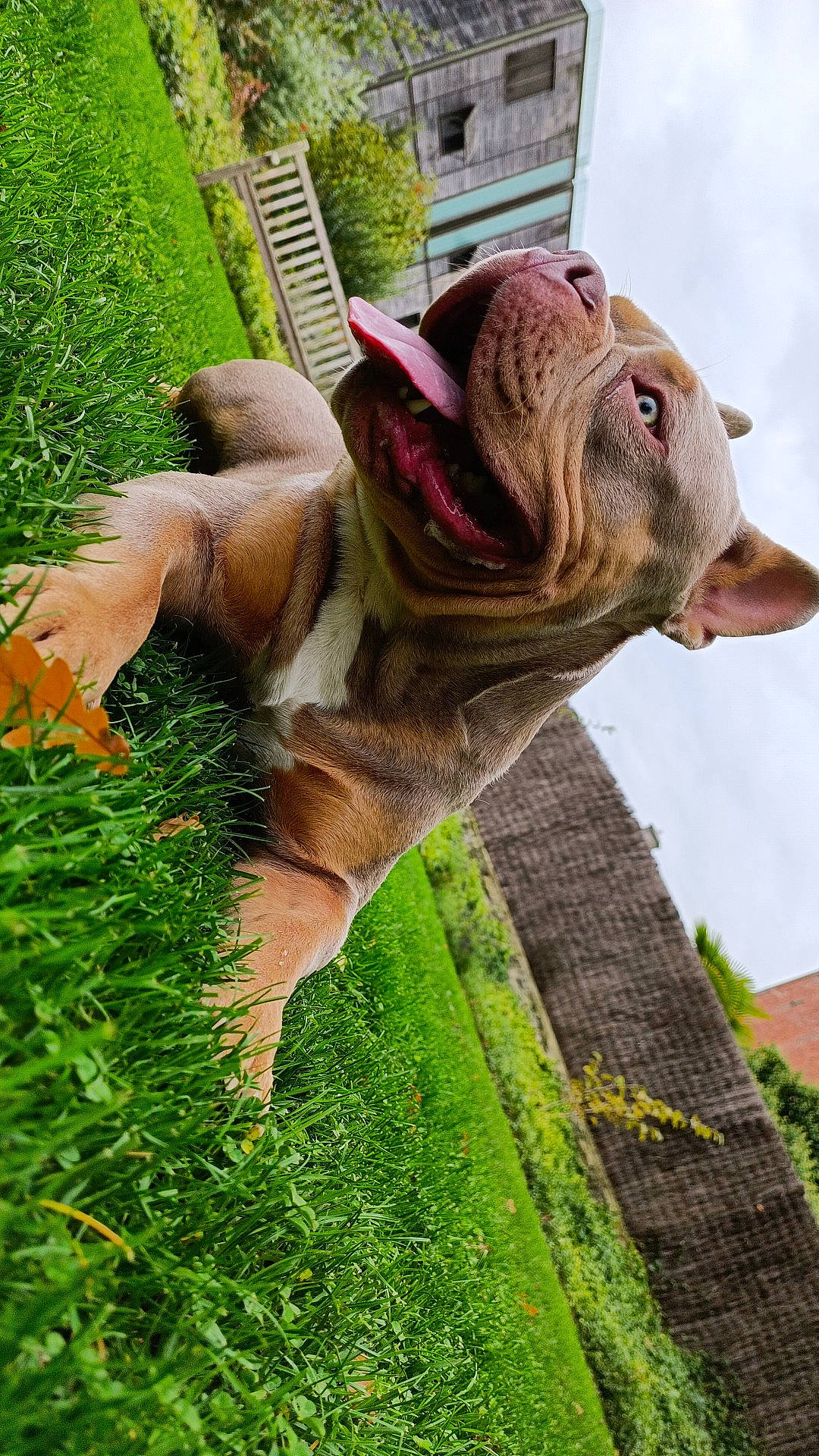 Saïko a rejoint le concours — aidez-le/la à gagner de superbes lots ! art, fawn, fur, garden, grass, grassland, green, groundcover, lawn_ornament, livestock, plant, sculpture, snout, statue, tail, terrestrial_animal, wildlife, wood, working_animal, wrinkle