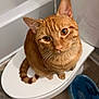 cat, ginger_cat, orange_feline, toilet, bathroom, whiskers, amber_eyes, pet, indoor, bathtub, porcelain, curious, looking_up, seat, tile_floor, tail, sitting, closeup, domestic_animal, feline