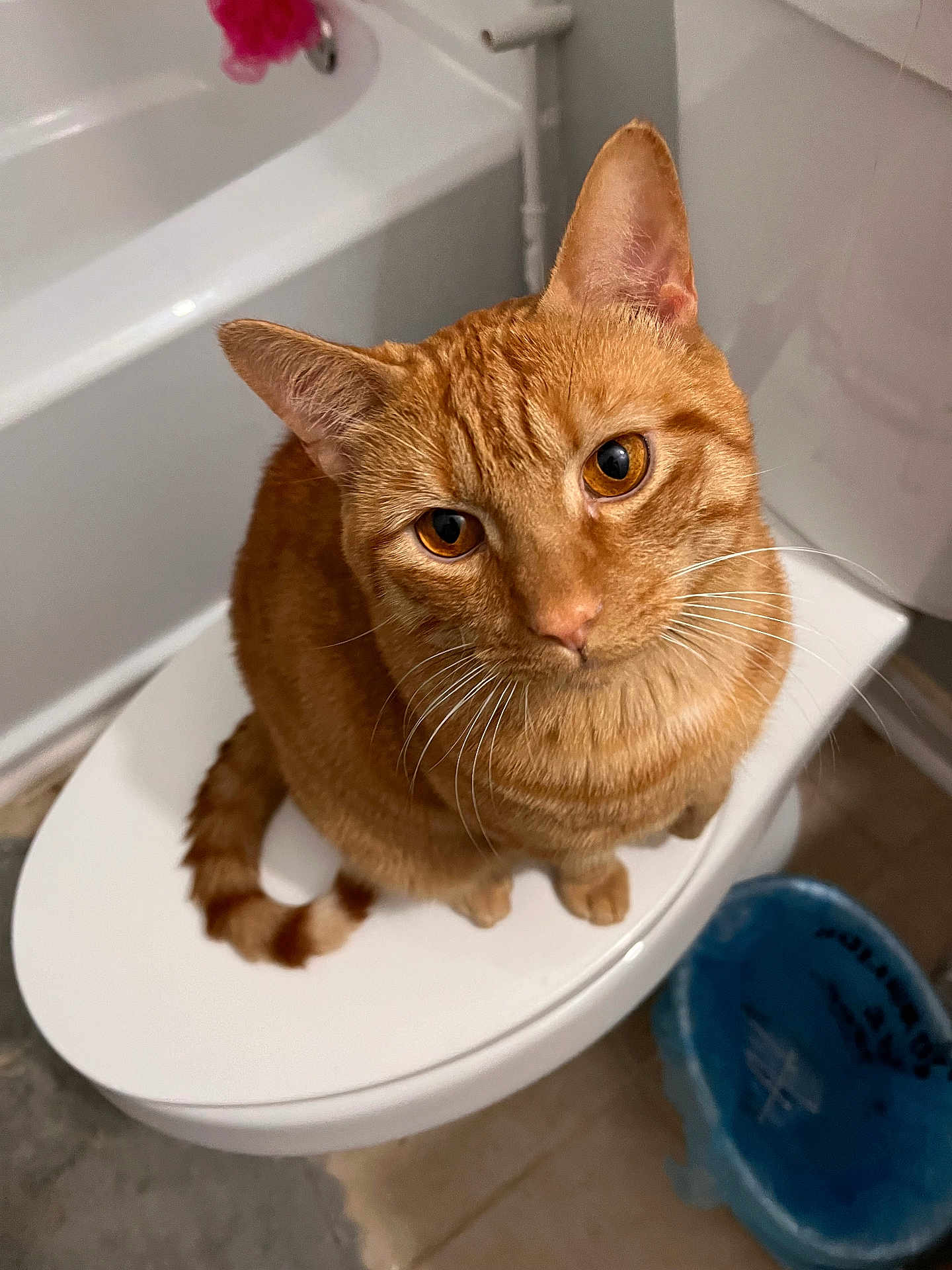 Leo is registered to the contest to win money with this photo: cat, ginger_cat, orange_feline, toilet, bathroom, whiskers, amber_eyes, pet, indoor, bathtub, porcelain, curious, looking_up, seat, tile_floor, tail, sitting, closeup, domestic_animal, feline