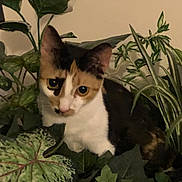 Nina joined the competition — help win amazing prizes! animal, calico, camouflage, cat, closeup, cozy, curious, domestic_cat, ears, eyes, feline, flora, greenery, home, houseplant, indoor_plant, leaf, nature, pet, whiskers