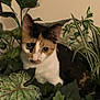 animal, calico, camouflage, cat, closeup, cozy, curious, domestic_cat, ears, eyes, feline, flora, greenery, home, houseplant, indoor_plant, leaf, nature, pet, whiskers