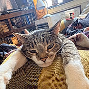 Mr. Beans is registered to the contest to win money with this photo: animal, blanket, bookshelf, cat, cozy, decor, furniture, home, indoor, lamp, painting, paws, pet, relaxed, resting, sleepy, stretching, tabby_cat, television, window