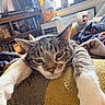 animal, blanket, bookshelf, cat, cozy, decor, furniture, home, indoor, lamp, painting, paws, pet, relaxed, resting, sleepy, stretching, tabby_cat, television, window