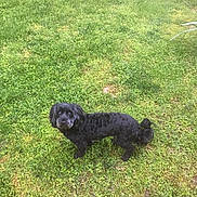 Shadow And Molly is registered to the contest to win money with this photo: animal, backyard, canine, cockerspaniel, dog, field, grass, grassland, green, lawn, nature, outdoors, pet, plant, poodle, puppy, summer, terrier, vegetation, yard