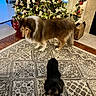 Shadow And Molly joined the competition — help win amazing prizes! accessories, animal, architecture, box, building, canine, christmas, christmasdecorations, christmastree, collie, dog, festival, fir, hound, husky, pet, plant, puppy, tree, wood