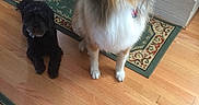 Shadow And Molly is registered to the contest to win money with this photo: accessories, animal, architecture, canine, cockerspaniel, collie, couch, dog, furniture, hardwood, homedecor, hound, indoors, interiordesign, pet, plate, plywood, puppy, strap, wood