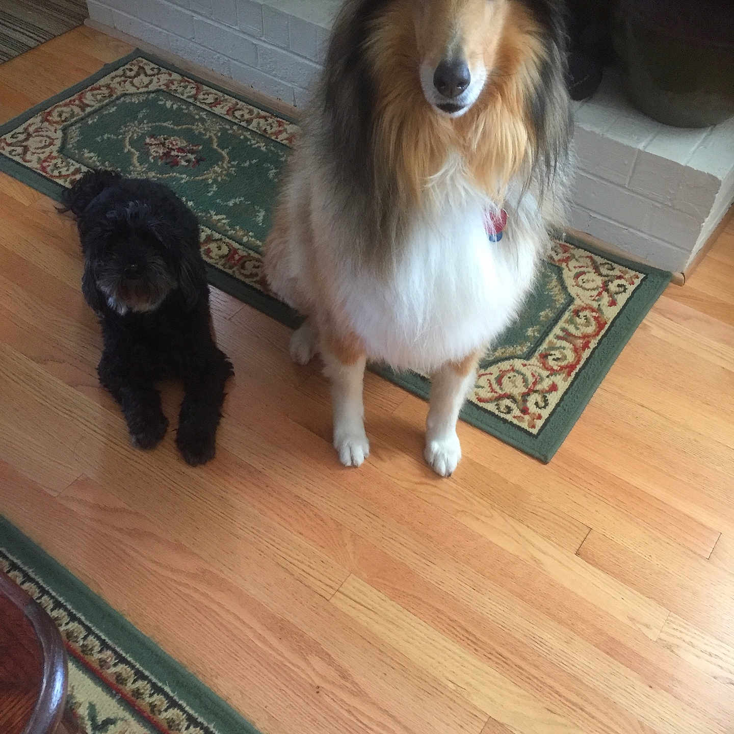 Shadow And Molly