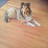 Shadow And Molly is registered to the contest to win money with this photo: animal, canine, collie, dog, eskimodog, hardwood, hound, husky, indoors, interiordesign, pet, plywood, puppy, wood